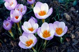 crocus